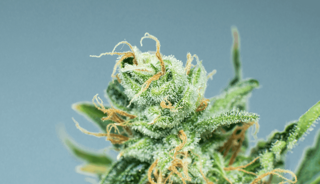 grüne Cannabis Pflanze 